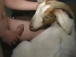 Zoo Sex Zoo