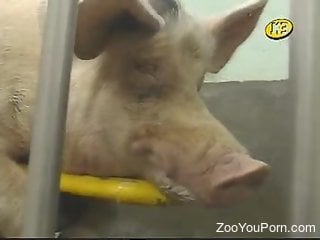 Dude gives this pig a very passionless handjob