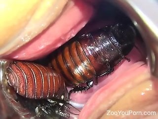 Bugs crawling inside the horny pussy of a blonde