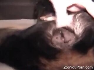 Filthy zoophile is stuffing hard dick inside his doggie