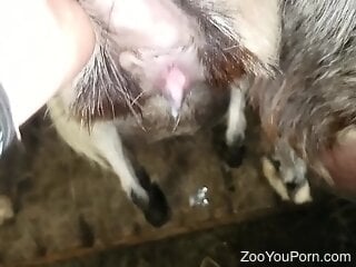 Filthy zoophile is having zoo sex with a horny goat