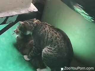 Enjoy watching as two cats are having passionate zoo sex