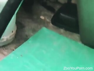 Enjoy watching as two cats are having passionate zoo sex