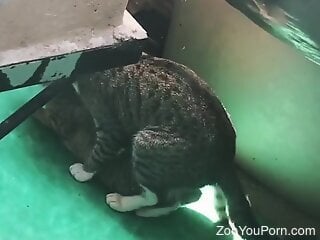 Enjoy watching as two cats are having passionate zoo sex