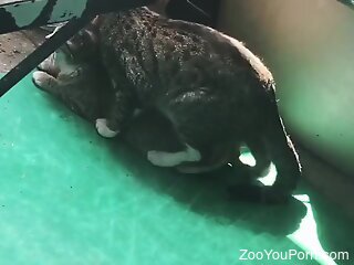Enjoy watching as two cats are having passionate zoo sex