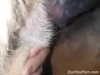 Horny doggie is taking part in a nasty zoo sex