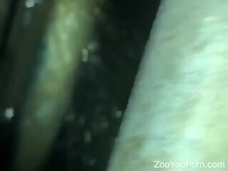 Zoophile is getting ready for some kinky zoo porn