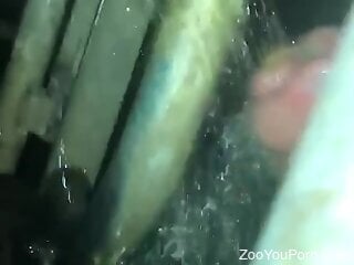 Zoophile is getting ready for some kinky zoo porn