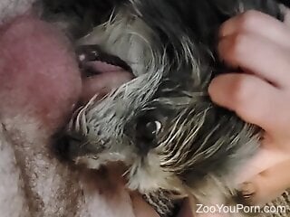 Furry little dog is giving bestiality blowjob to a stud