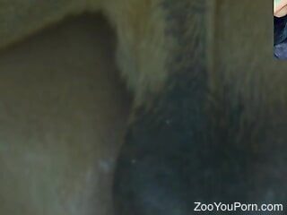 Aroused dog awards horny chick with wild zoo sex