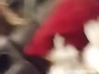 Little white dog featuring in kinky oral zoo porn