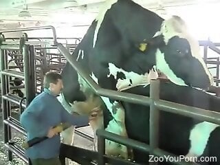 Kinky zoophile is watching two cows having zoo sex