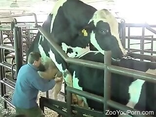 Kinky zoophile is watching two cows having zoo sex