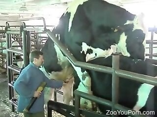 Kinky zoophile is watching two cows having zoo sex