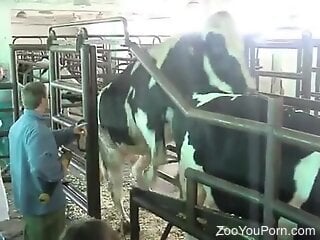 Kinky zoophile is watching two cows having zoo sex
