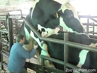 Kinky zoophile is watching two cows having zoo sex