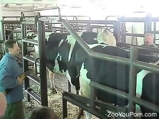 Kinky zoophile is watching two cows having zoo sex