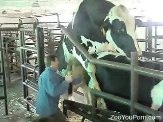 Kinky zoophile is watching two cows having zoo sex