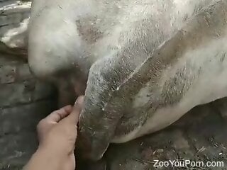 Filthy zoophile is playing with the cow's pussy