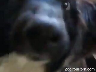 Furry doggie is having wild zoo sex with a horny chick
