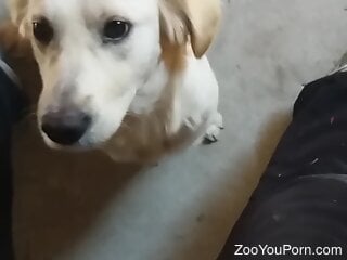 Zoophile is preparing his dog for a blowjob