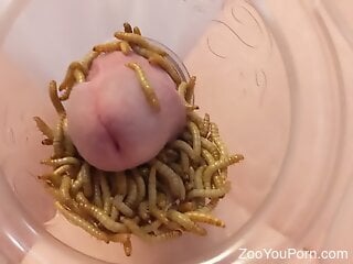 Filthy zoophile stuffs his shaft in larva