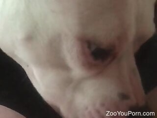 Little doggie is having oral zoo sex with a chick