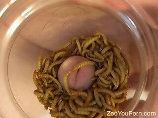 Zoophile is happy to cover his dick with larva