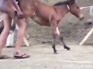 Little colt is getting nailed by a zoophile