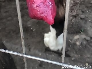 Big dick gets filmed during XXX zoo porn