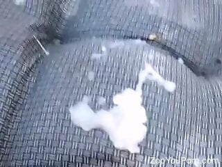 Pig can cum all over a beautys pussy