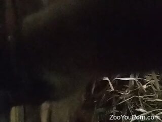 Horse in a stall licks a cowboys dick