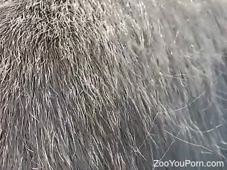 Guy got behind her and fucked the horse