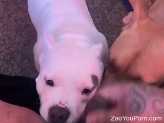 Two dogs take part in oral bestiality threesome