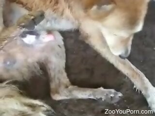 Insolent man films a dog licking his own cock and that turns him on