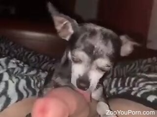 Orgasmic zoophilia pleasures for a man during jerk off rounds