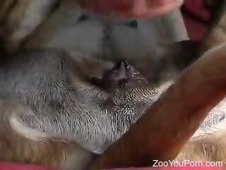 Man inserts cock in the dog's pussy for brutal pleasures