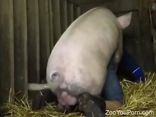 Big swine fucks man in the ass and comes inside him