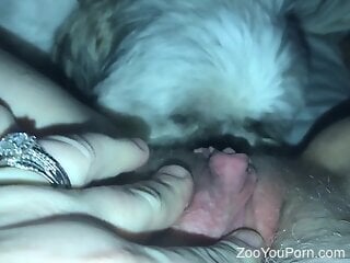 small dog licks woman's mature cunt until she comes