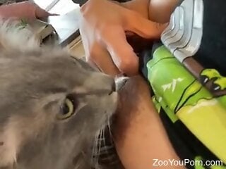 Gray cat is licking tits of a sexy bitch in zoo sex