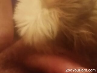 Furry white doggie is enjoying oral bestiality