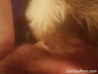 Furry white doggie is enjoying oral bestiality