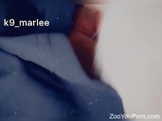 Big ass woman allows dog to fuck her and impregnate her pussy