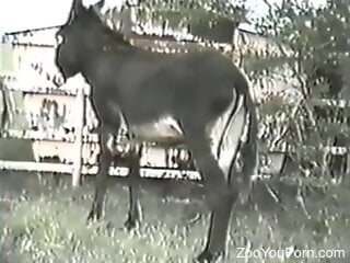 Donkey is banging zoophile's ass with pleasure