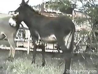 Donkey is banging zoophile's ass with pleasure