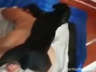 Curvy woman shoves dog dick down her hairy muff in insane manners