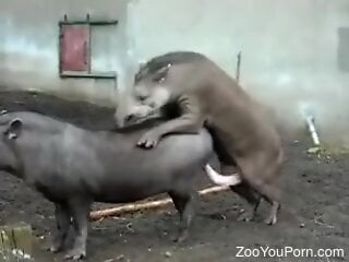 Two aroused tapirs are having zoo sex
