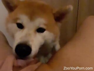 Cute Akita Inu is having hot oral bestiality