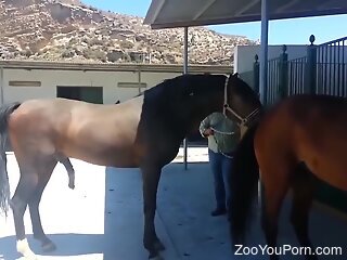 Zoophile is organizing zoo porn with two horses