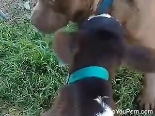 Small goat licks the dog's dick and that turns the guy on